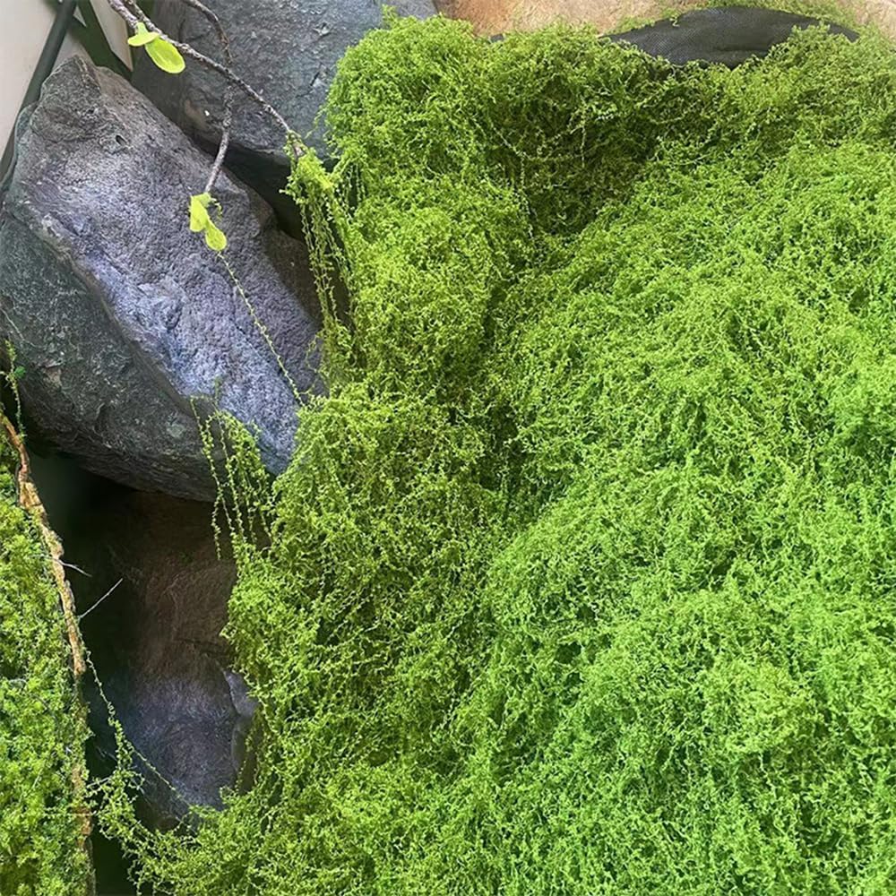 Artificial Preserved Moss Mat  - مراجعة Preserved Moss Sheet وسعره
