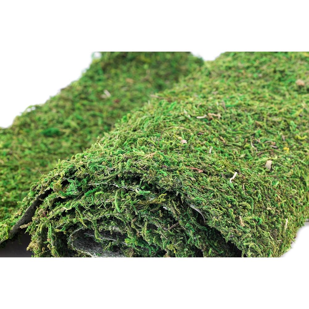 Preserved Moss Sheet - 3ft x 2 - مراجعة Preserved Moss Sheet وسعره